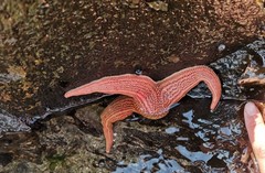 Stichaster striatus