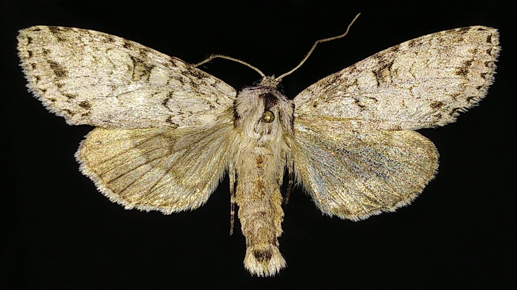 Polia nimbosa mysticoides