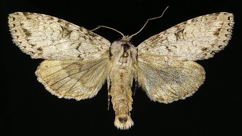 Polia nimbosa mysticoides