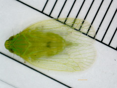 Kallitaxila granulata