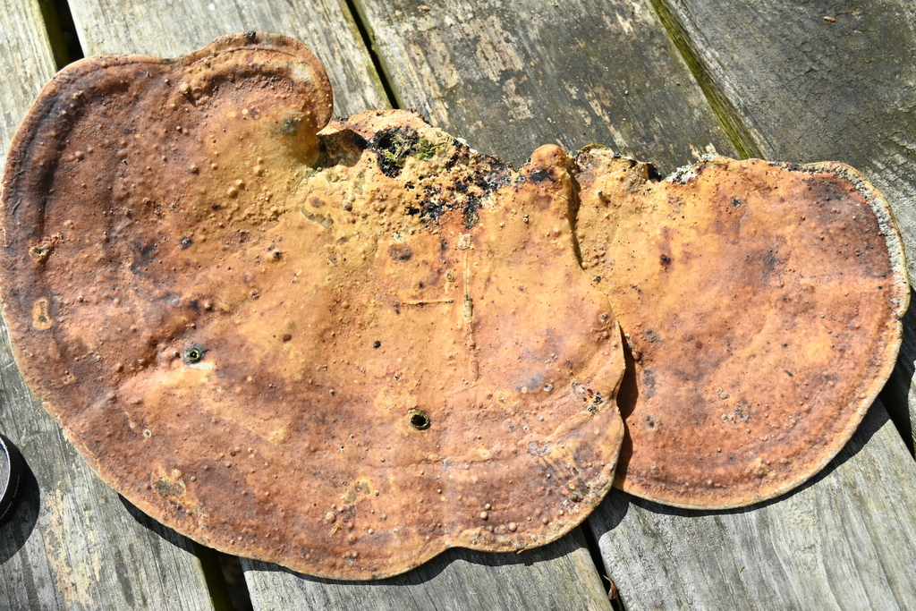 Trametes aesculi · March 2026 · photo: © merkertgrace (iNaturalist, cc-by)