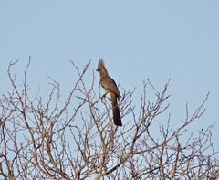 Corythaixoides concolor concolor