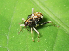 Hoplocopturus