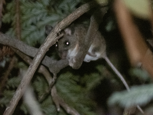 Peromyscus truei observed 2026-03-18