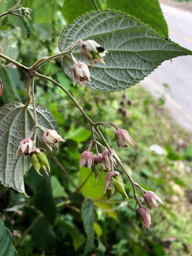 Guamatelaceae