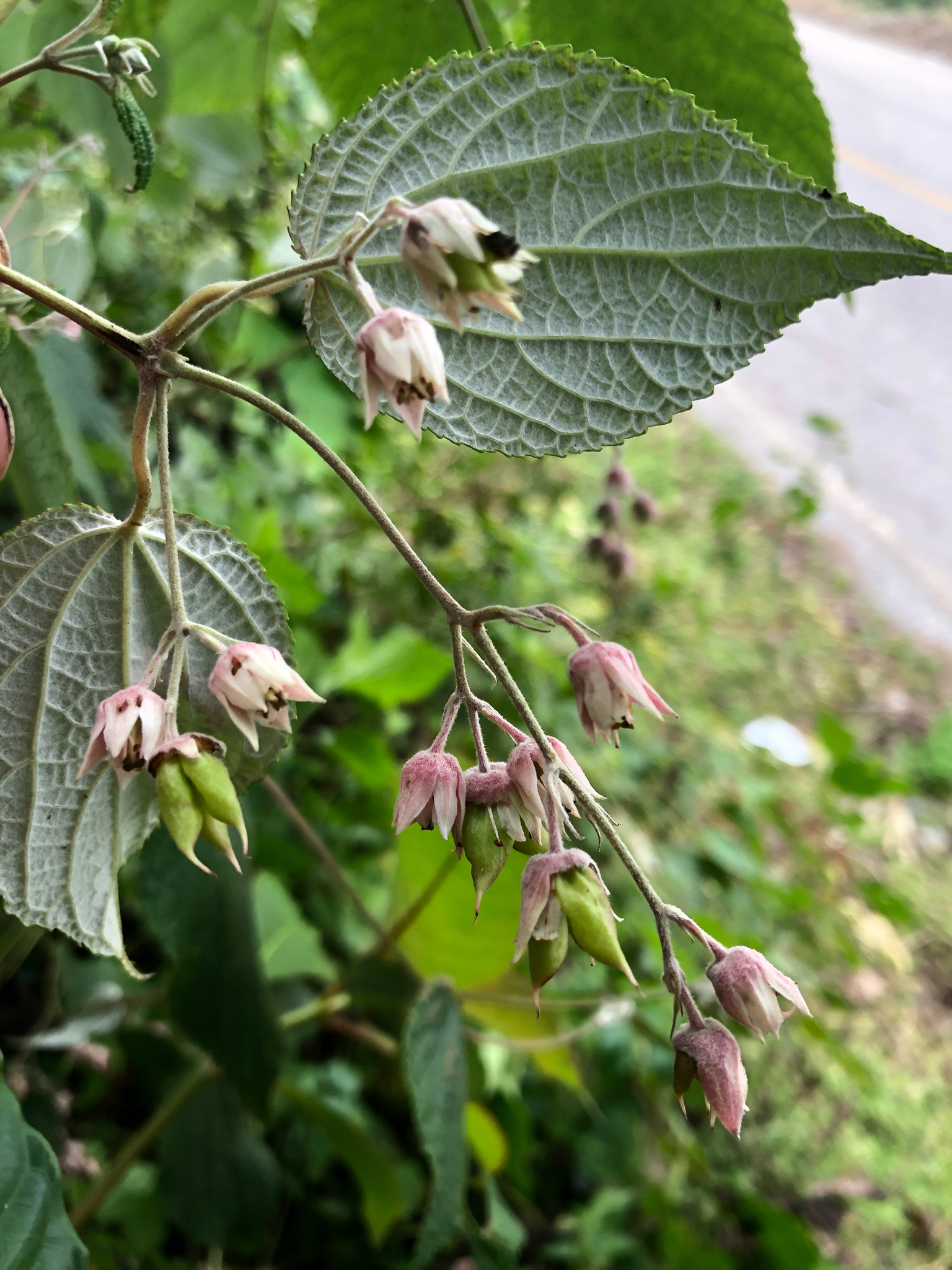 Guamatelaceae