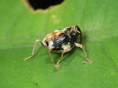 Hoplocopturus