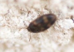 Litargus balteatus