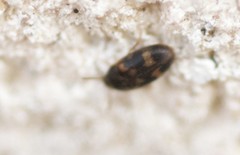 Litargus balteatus