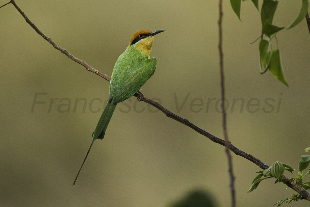 Boehm's Bee-Eater