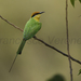 Böhm's Bee-Eater - Photo (c) Francesco Veronesi, some rights reserved (CC BY-NC-SA)