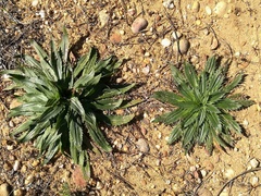 Plantago serraria
