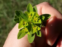 Euphorbia pterococca