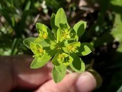 Euphorbia pterococca