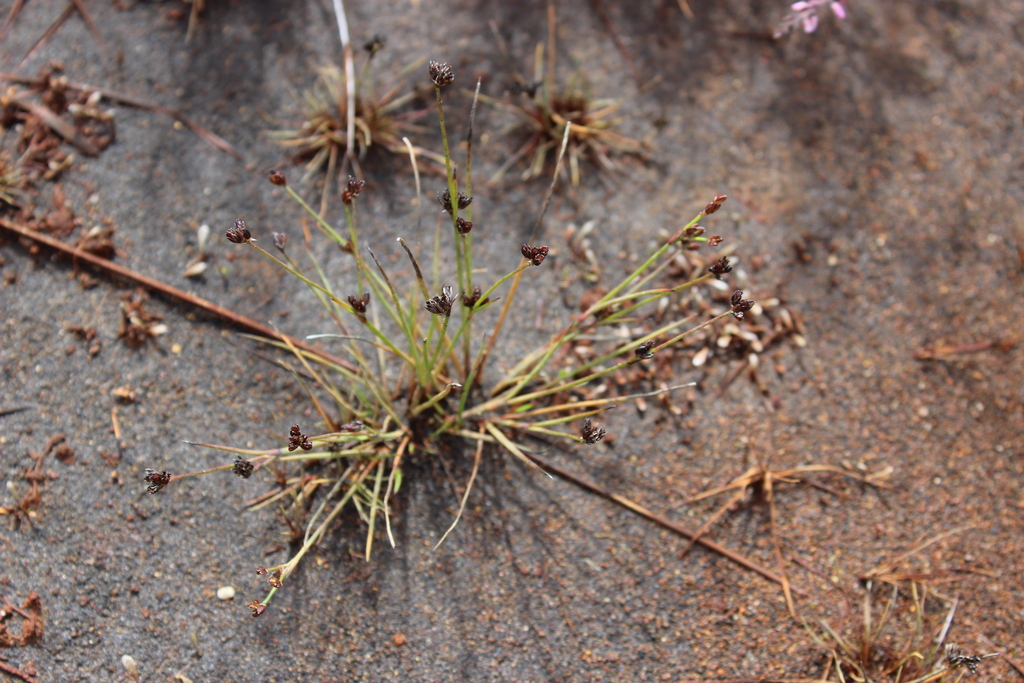 Antarctic rush (Juncus antarcticus)