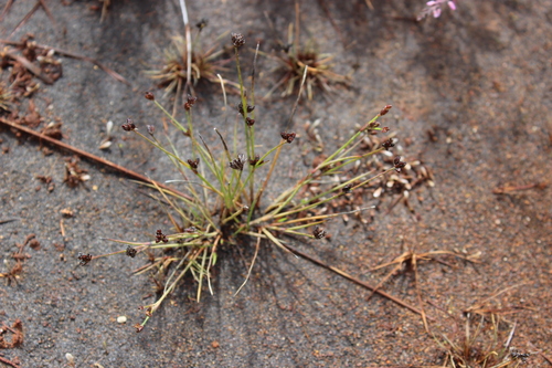 Antarctic rush (Juncus antarcticus)