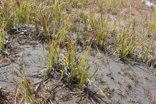 Carex coriacea observed 2026-03-14
