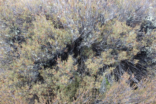 Dracophyllum subulatum observed 2026-03-14