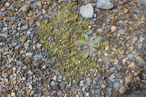 Carmichaelia nana, photograph 6