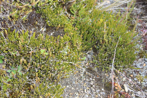 Carmichaelia nana, photograph 4
