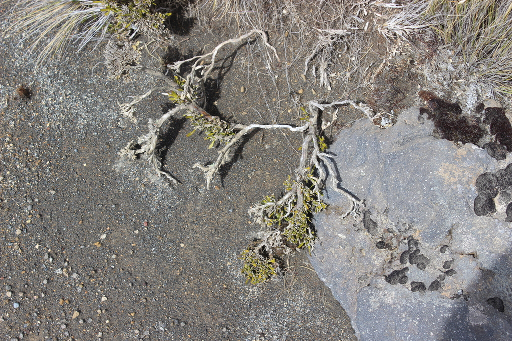 Carmichaelia nana; photograph (c) Joe Dillon, some rights reserved (CC BY)