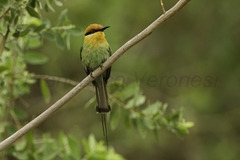 Boehm's Bee-Eater photo 3