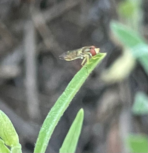 Unknown species found near Wahl St, San Diego, CA, US