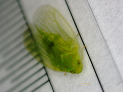 Kallitaxila granulata