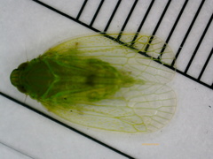 Kallitaxila granulata