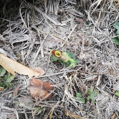 Aristolochia pentandra
