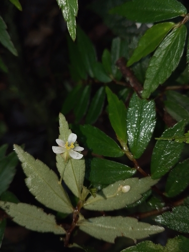 Fuchsia Begonia (Begonia foliosa)