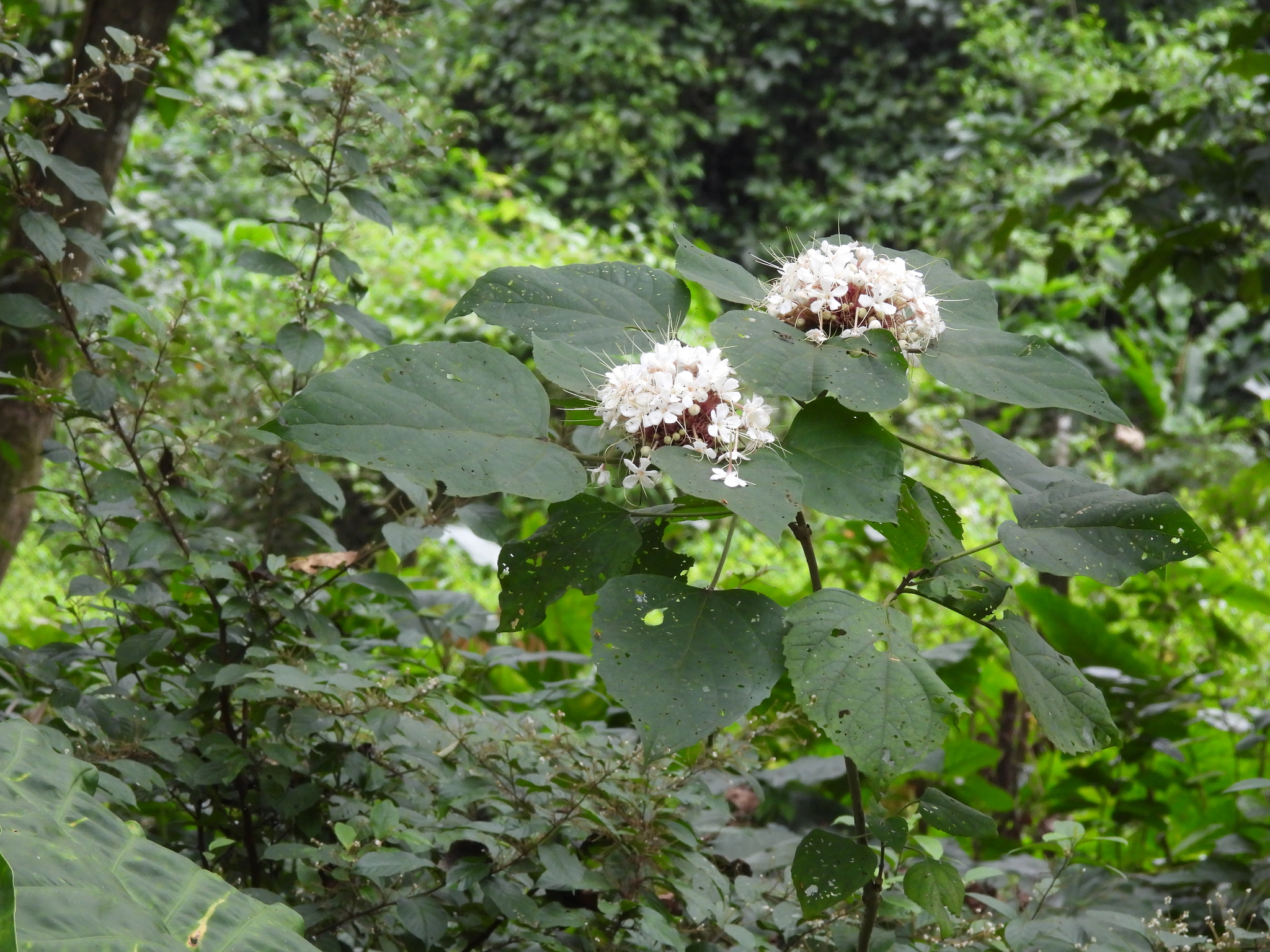 Clerodendrum chinense (Clerodendrum chinense)