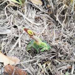 Aristolochia pentandra