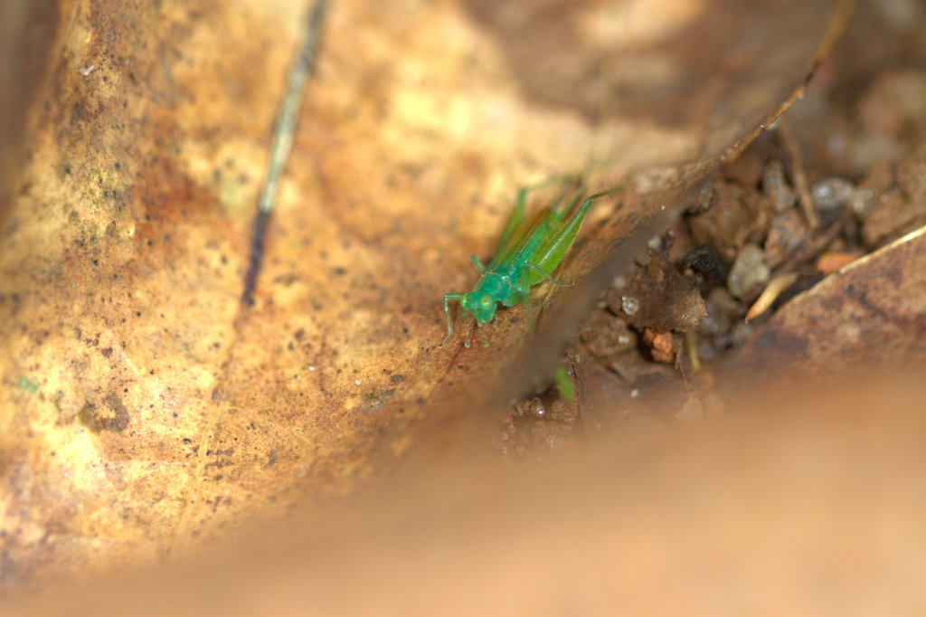 Zarceomorpha