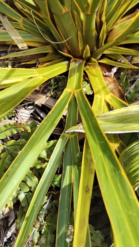 Aciphylla horrida, photograph 5