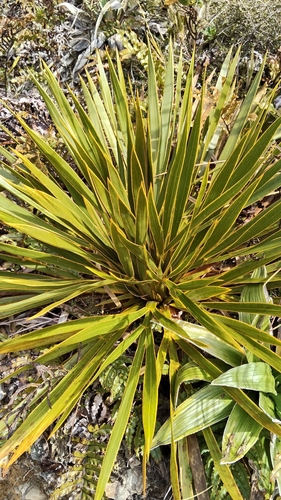 Aciphylla horrida, photograph 6