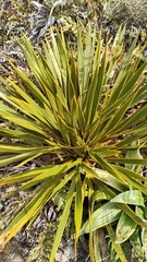 Aciphylla horrida, photograph (c) John Barkla, some rights reserved (CC BY)