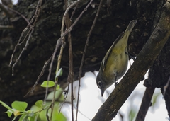 Vireo cassinii