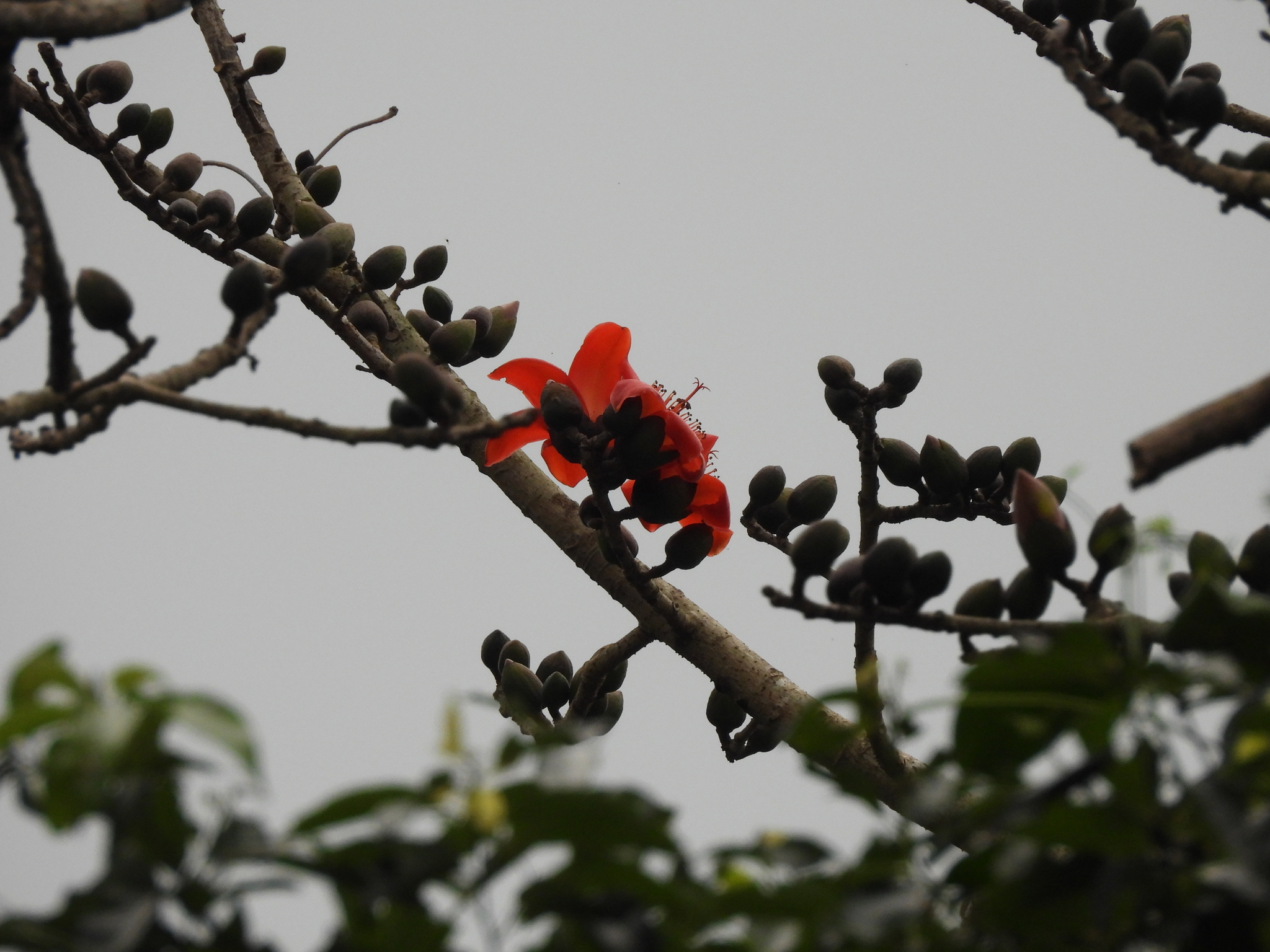 Bombax ceiba — ảnh 2