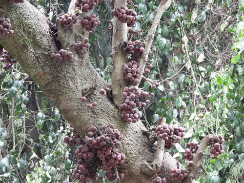 Roxburgh Fig (Ficus auriculata)