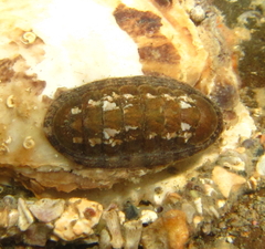 Ischnochiton maorianus