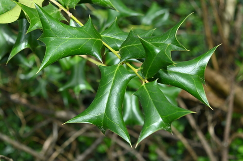 Ilex cornuta
