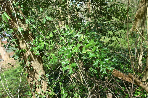 Ilex cornuta