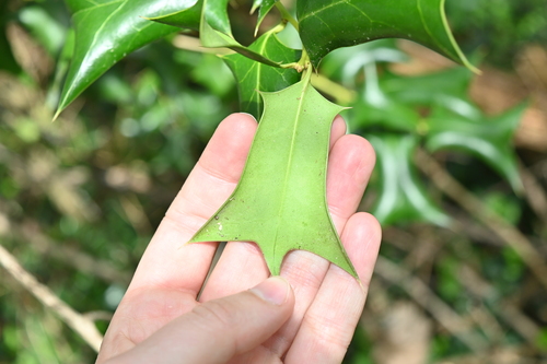 Ilex cornuta