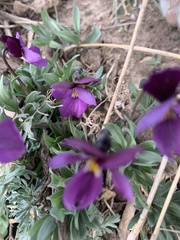 Viola trinervata