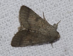 Pandesma submurina