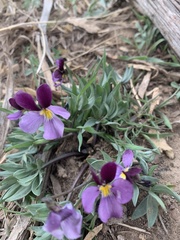 Viola trinervata