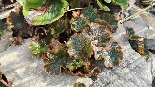 alpine avens (Geum uniflorum)
