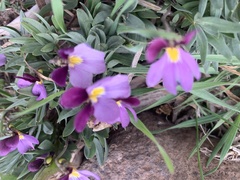 Viola trinervata