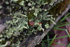 Cladonia transcendens